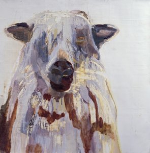 Schapen